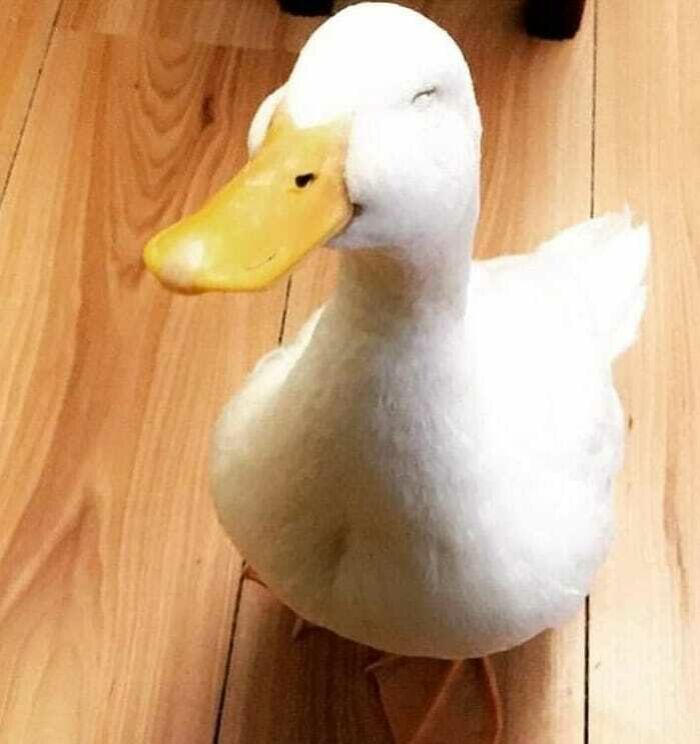 Acaba de recibir una nueva piscina