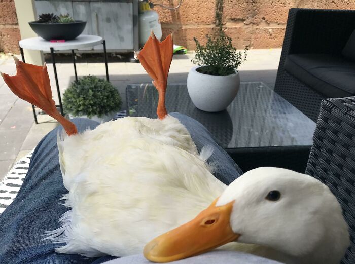 Dory, mi pato perezoso y lindo