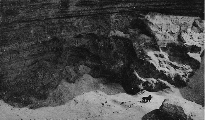 La última foto tomada de un león de Berbería salvaje. Tomada en 1924