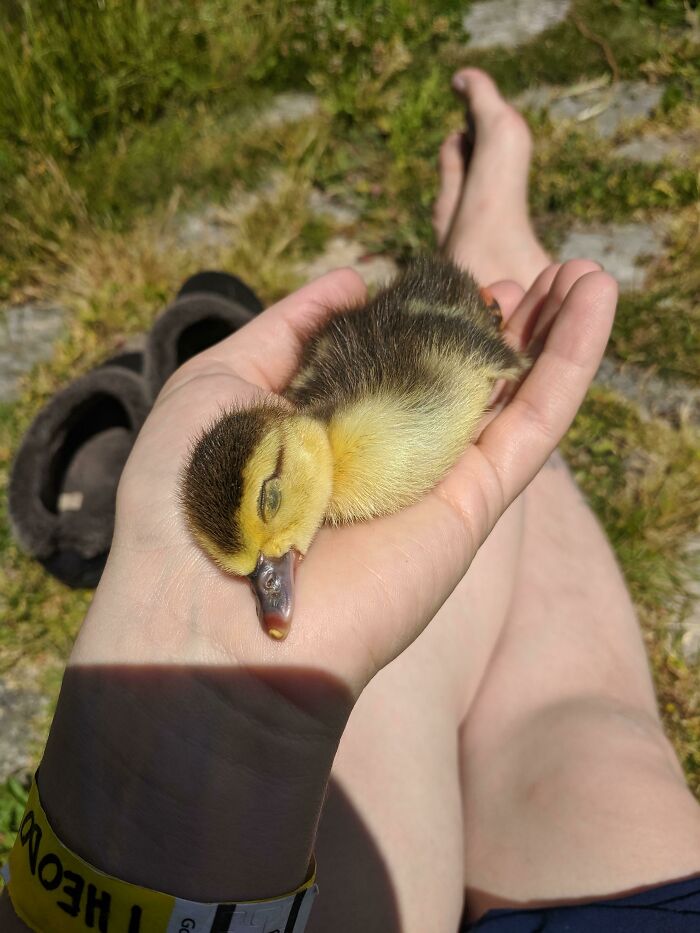 Uno de nuestros patos rechazó a este patito y en su lugar me siento unida a él. Se cansó de jugar en la hierba antes y se estiró en mi mano para una pequeña siesta