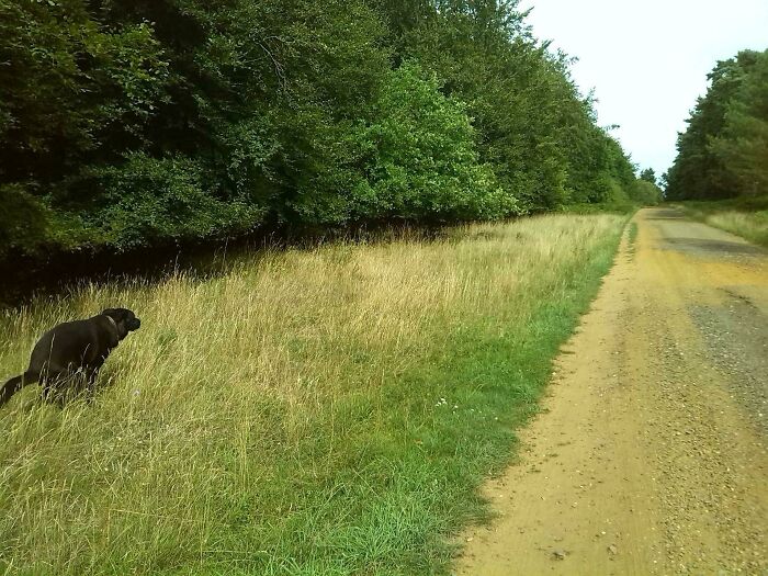 Vistas inspiradoras de los bosques británicos