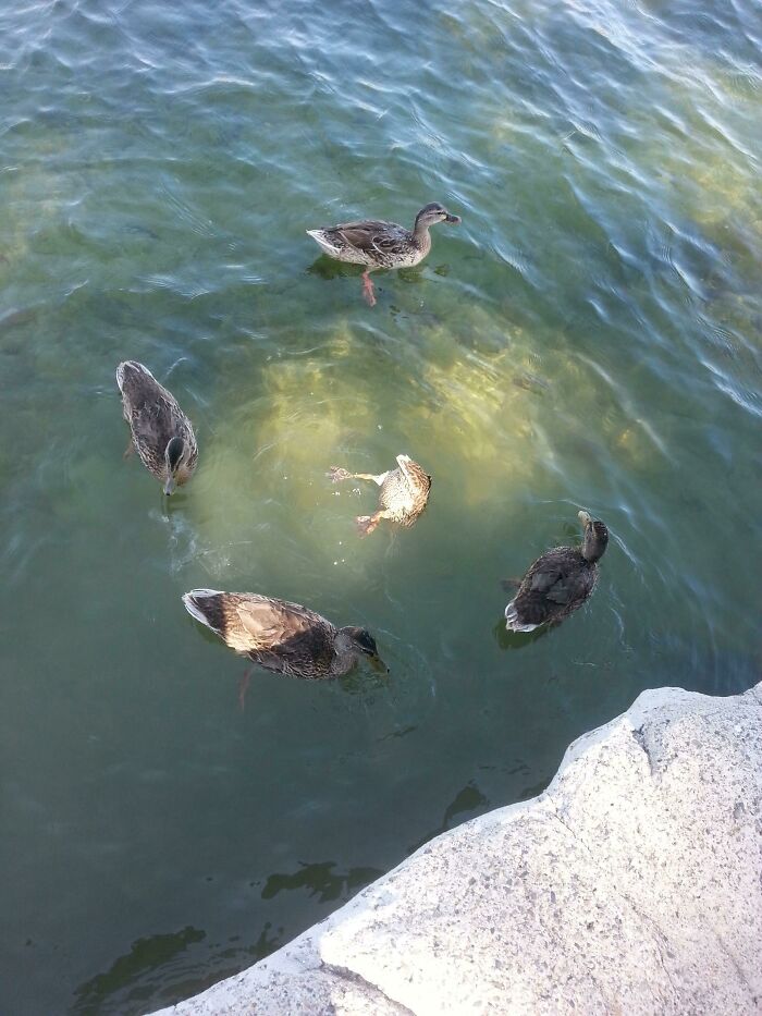 Esto parece un ritual satánico de patos