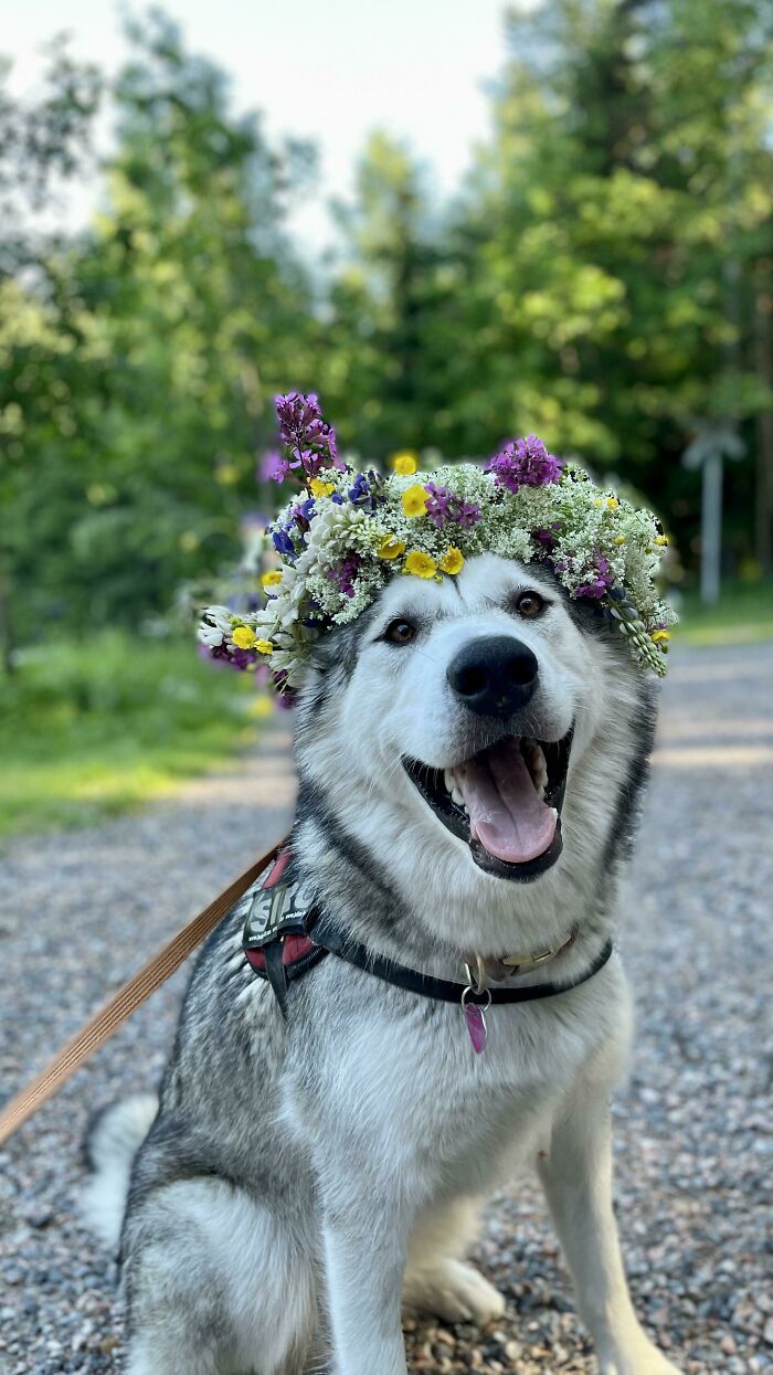 Perrete feliz con corona de flores multicolor sentado en sendero de bosque en día soleado, mostrando ternura y alegría.