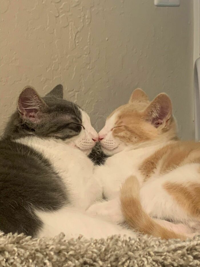 ¡La mejor foto que he tomado de mis chicos hasta ahora!