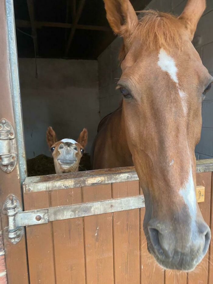Hola