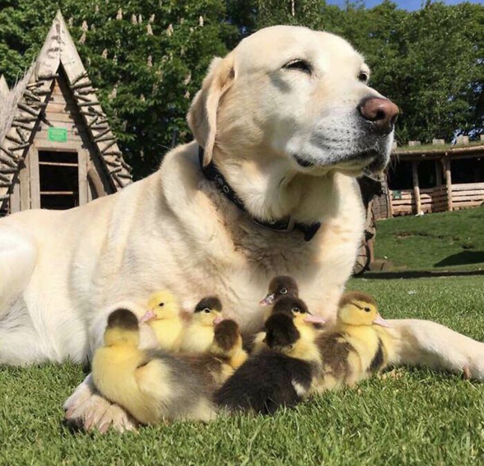 Fred y sus nueve patitos