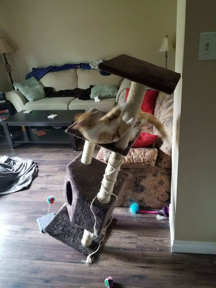 “Describe a tu gato en una sola foto” 
