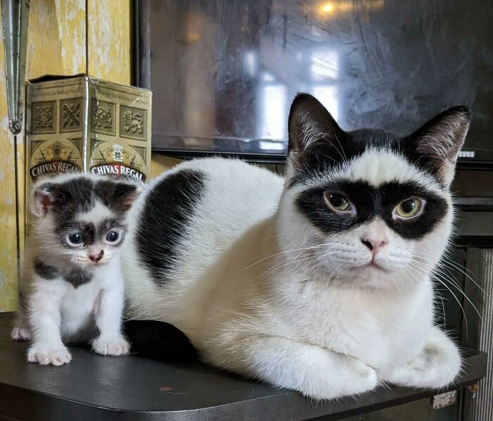 Zorro y Bandido están listos para luchar contra el crimen 