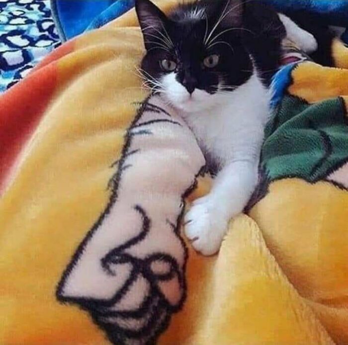 Miau_irl