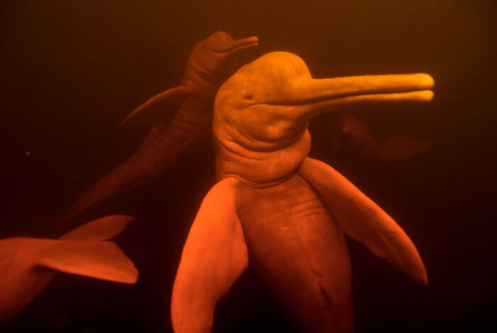 Delfines del río Amazonas