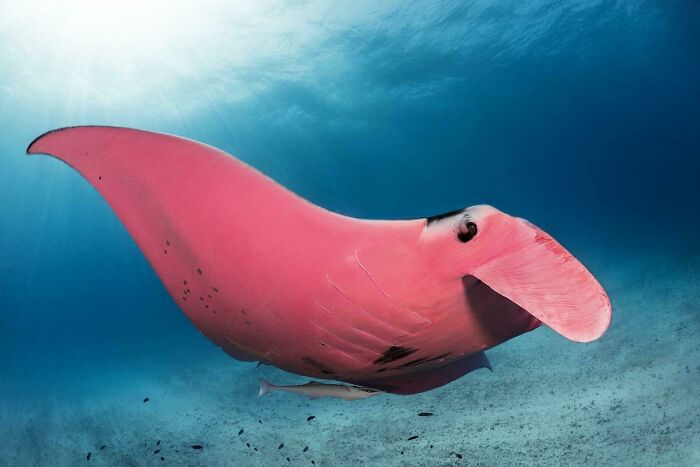 Conozcan al "Inspector Clouseau", la única mantarraya rosa del mundo