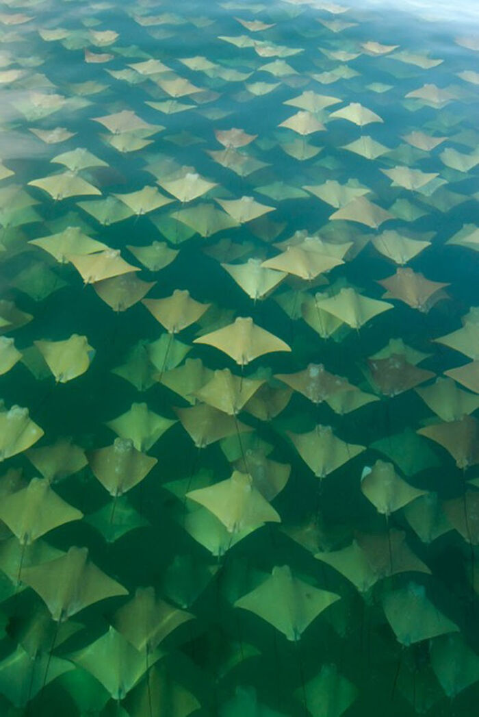 Migración de rayas