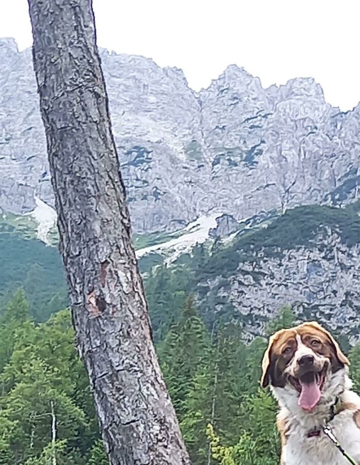 Esa vez en la que intenté tomar una bella foto del paisaje y mi perro hizo esto…