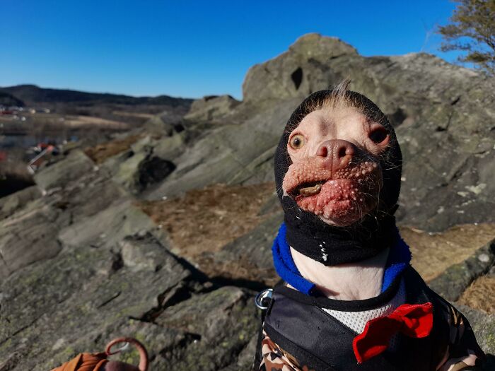 A veces, es difícil capturar la belleza de mi perro con una cámara