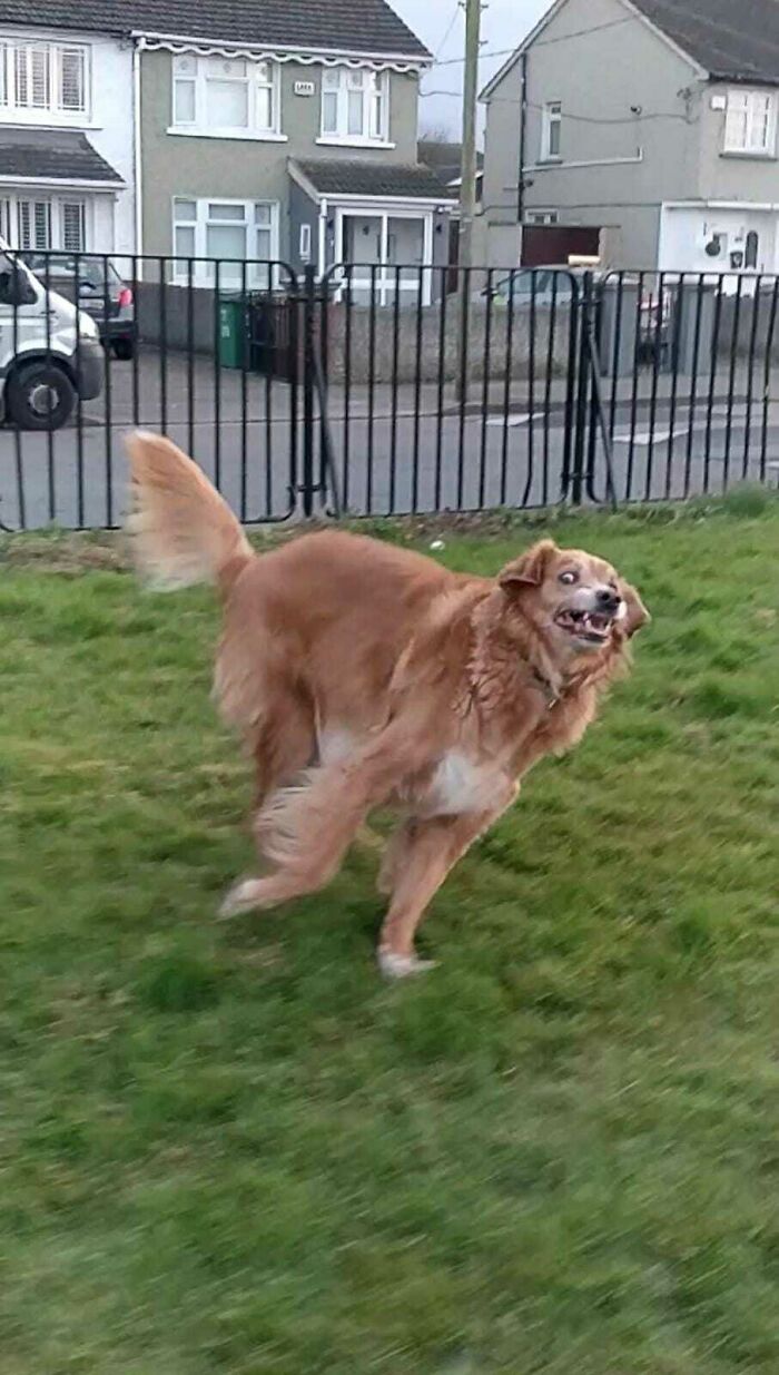 Una foto del perro de mi hermana pasándola genial
