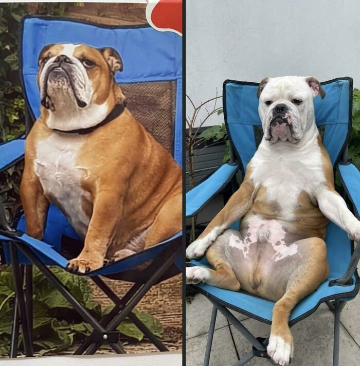 Mi antiguo bulldog comparado con el nuevo. Creía que el viejo tenía cierta actitud. Que Dios me ayude