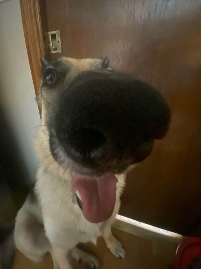 Esto es lo que ocurre cuando intentas tomarle una foto a tu perro de frente