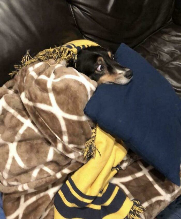 La reacción de mi perro ante los fuegos artificiales del 4 de Julio