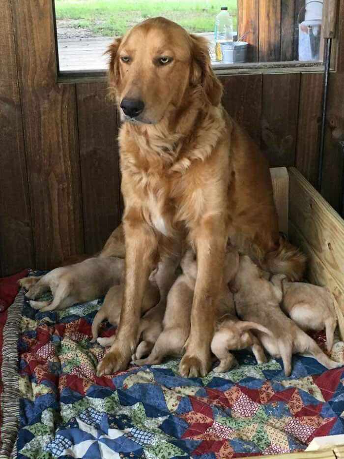 Día de la Madre