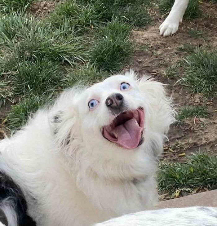 Mi foto favorita de Daisy. La enmarqué y la colgué en la pared