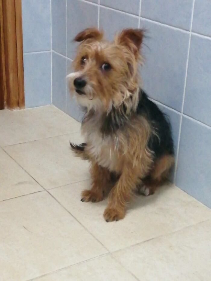 Esta fue su cara cuando empecé a ladrarle