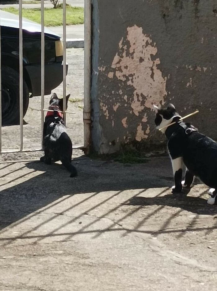 Este palo impide que los gatos salgan fuera