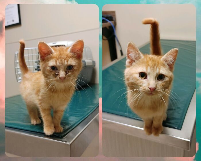 Mi amigo encontró a un gatito enfermo mientras entregaba paquetes. Aquí hay una foto de su primera vez en el veterinario vs. en su cita para un control