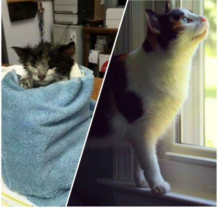 Mi Abby el día que me llamó el refugio de animales y 6 años después
