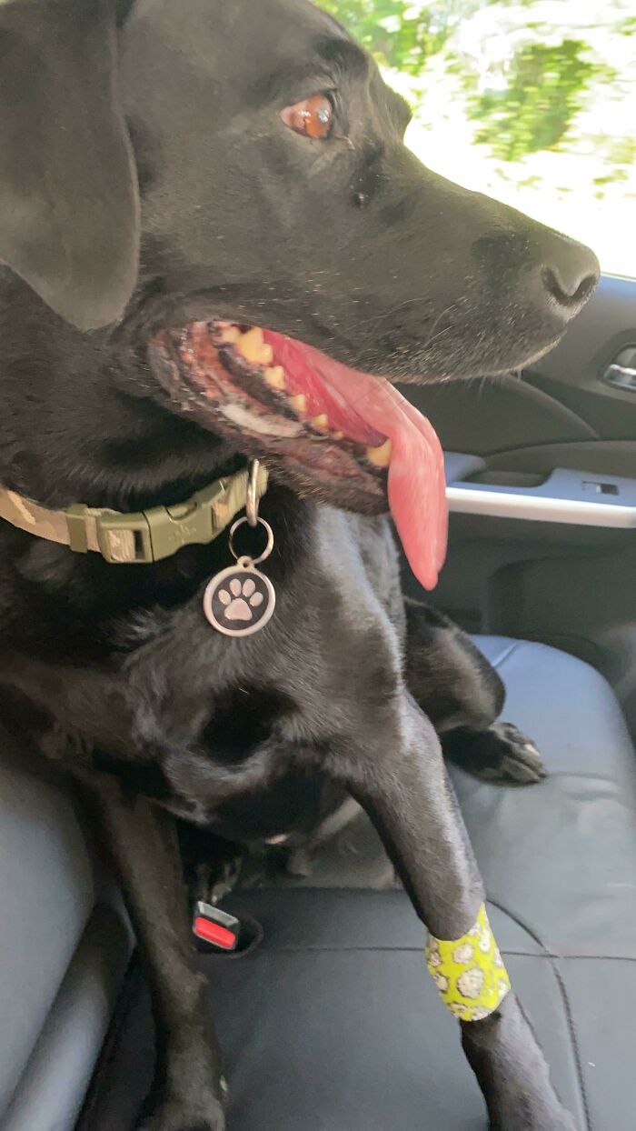 ¡Mi perro está oficialmente libre de cáncer!