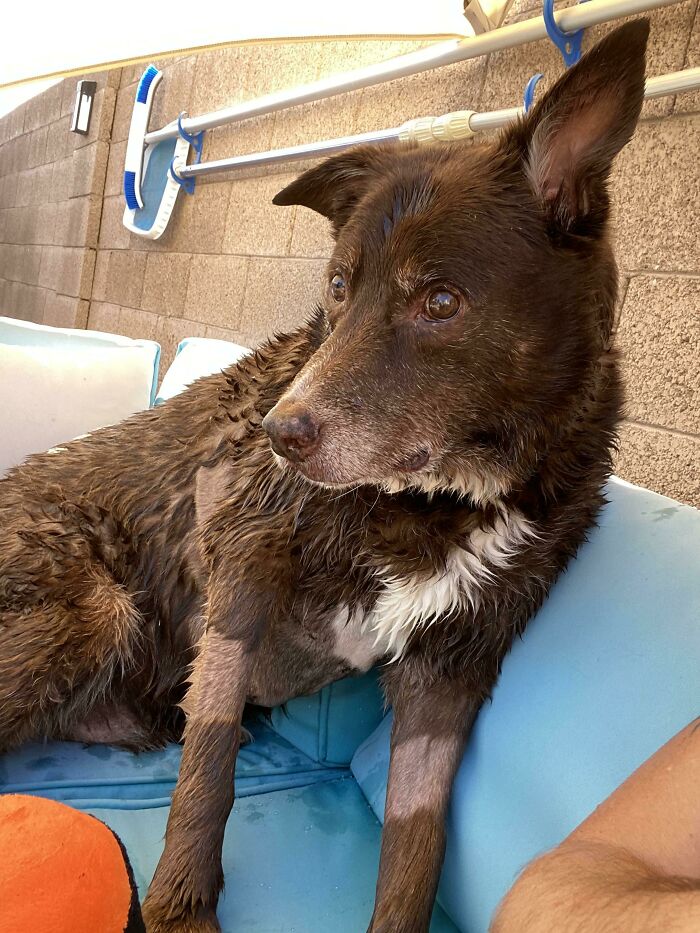 Acabo de adoptar a este anciano para darle un poco de consuelo en sus años dorados