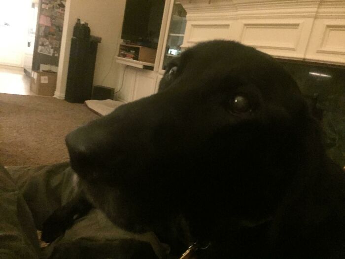 Su nombre es Woodrow. Tiene 14 años y está muy enfermo, el miércoles es su último día, pero siempre será un buen perro. Le encanta sentarse junto al fuego y en el sofá