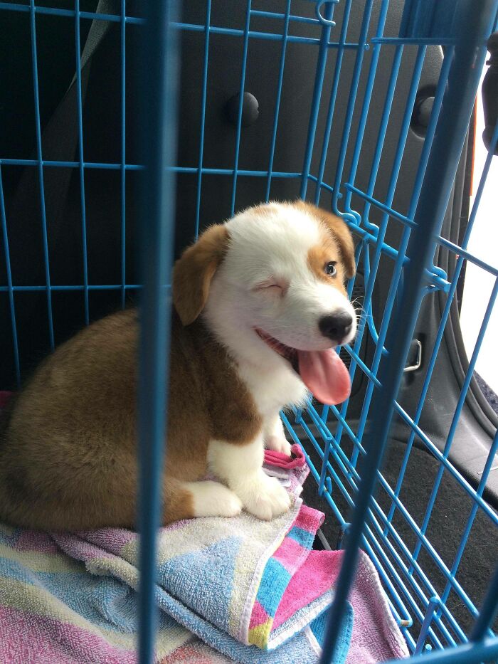 Noticias perrunas: Cachorro en la cárcel por robarte a tu chica