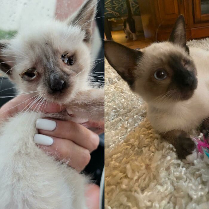 ¡Este es Jack! Lo encontraron en la calle, pesaba 170 gramos y tenía infecciones en ambos ojos. ¡Ahora es un niño sano con casi 2 kilos y le falta un ojito!