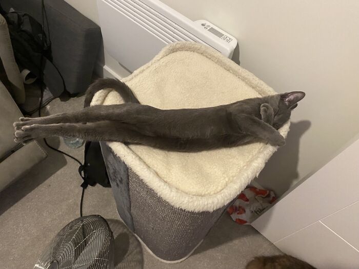 A mi gato le gusta dormir en forma de línea recta