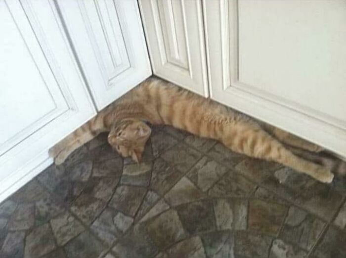 Un gatito de 90 grados