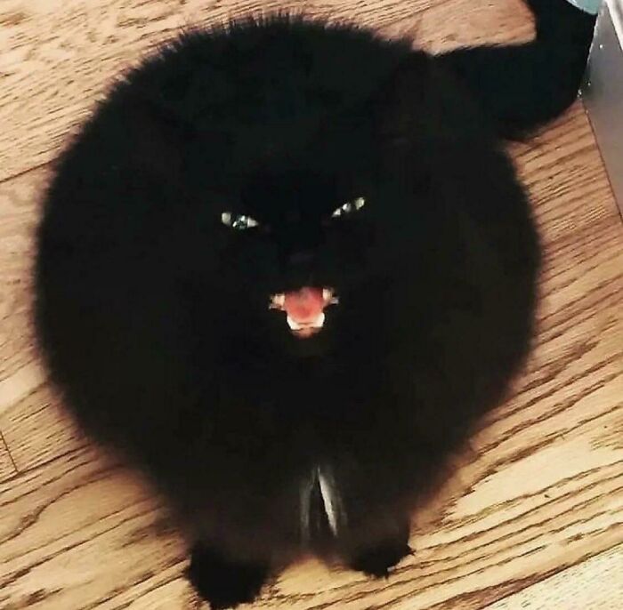 ¡¡¡Quiero más comida!!!