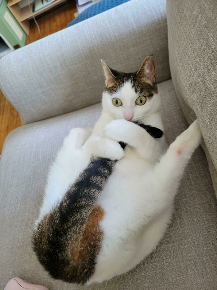 El gato de mi novia está teniendo algunos… ¿pensamientos?