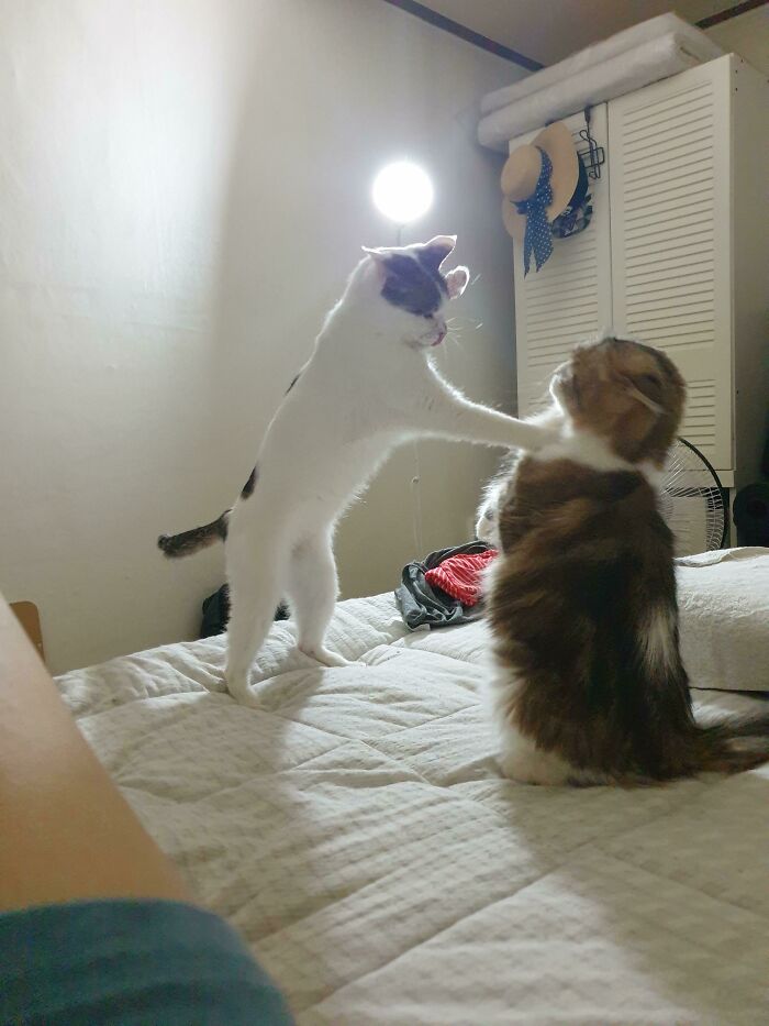 Mis gatos han elegido el camino de la violencia