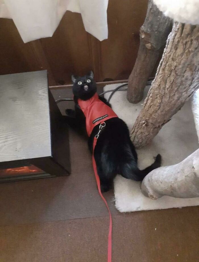 Creo que el gato de mi madre necesita un exorcismo