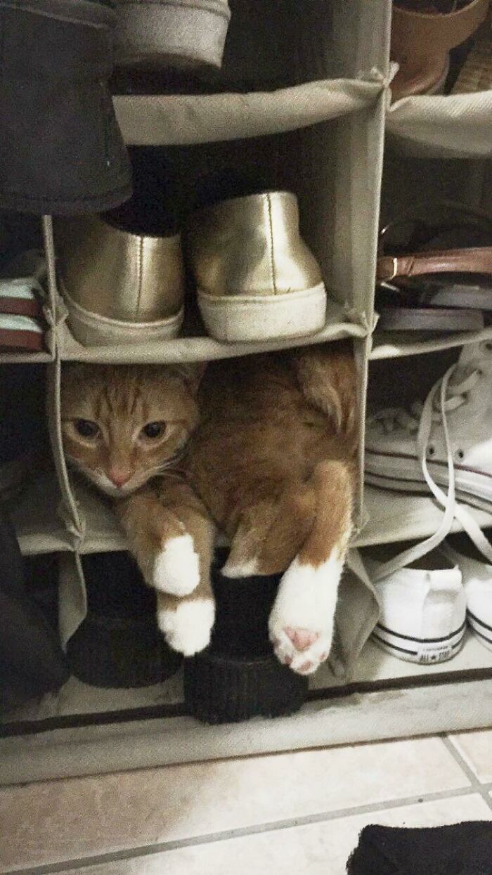 “Oye, mamá, mira, ahora soy un zapato”