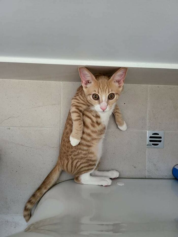 Imaginen que quieren ir al baño en paz y, de repente, miran hacia abajo y ven esto