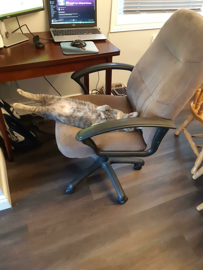 Nadie le enseñó a usar una silla