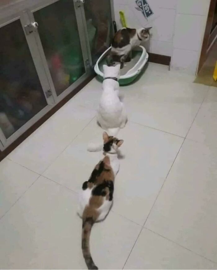 Es larga la fila para el baño