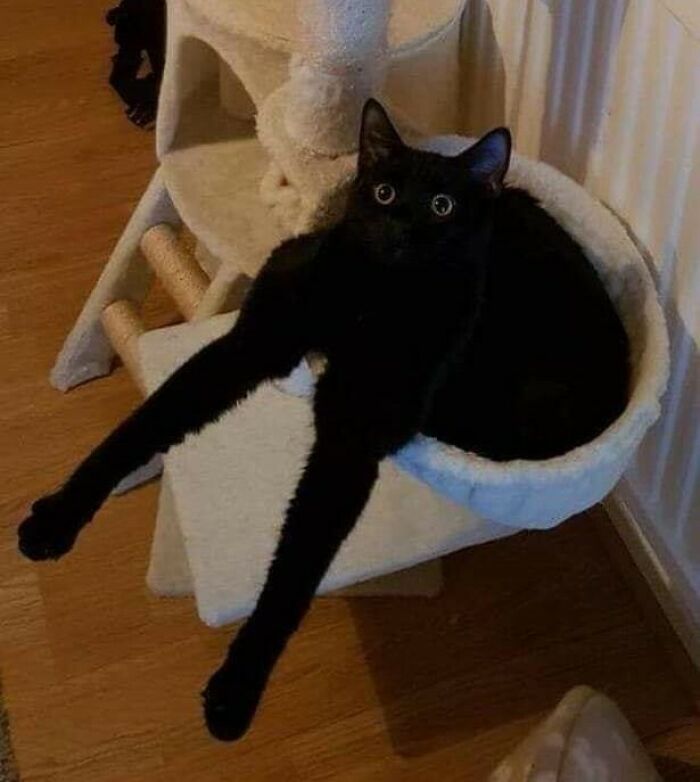 Tiene patas largas