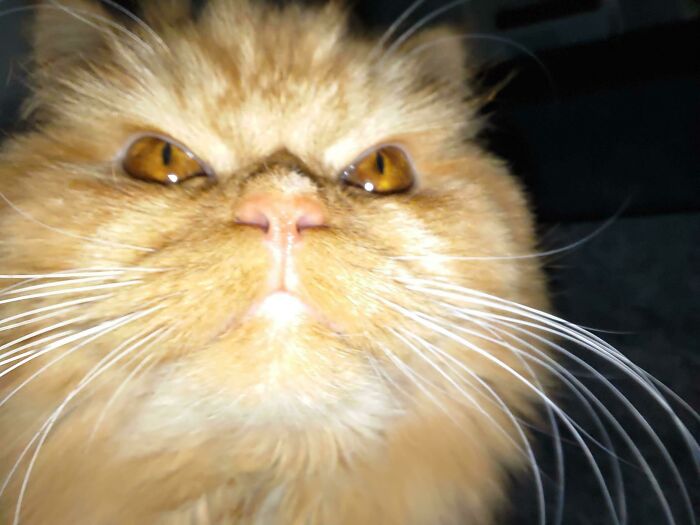 ¿Cómo terminó esta foto en mi teléfono? Gato, ¿qué has hecho?