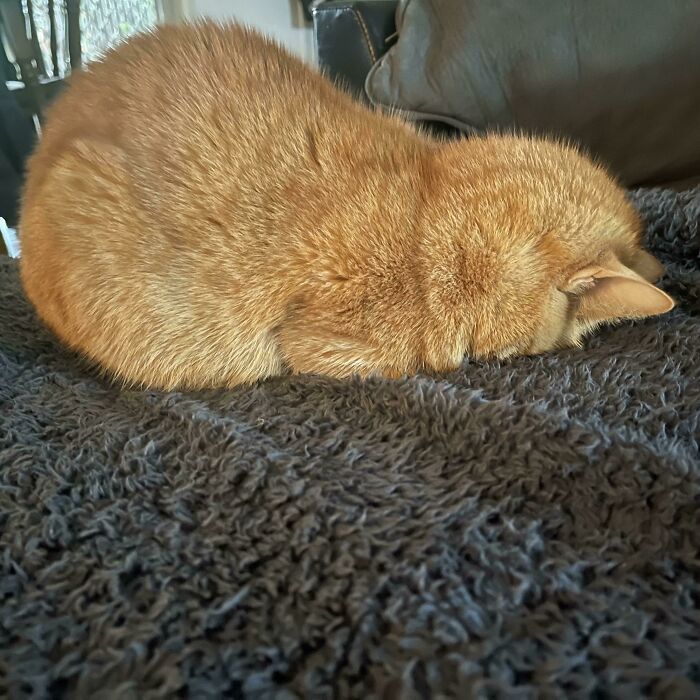 Duerme así para mantener su nariz calentita