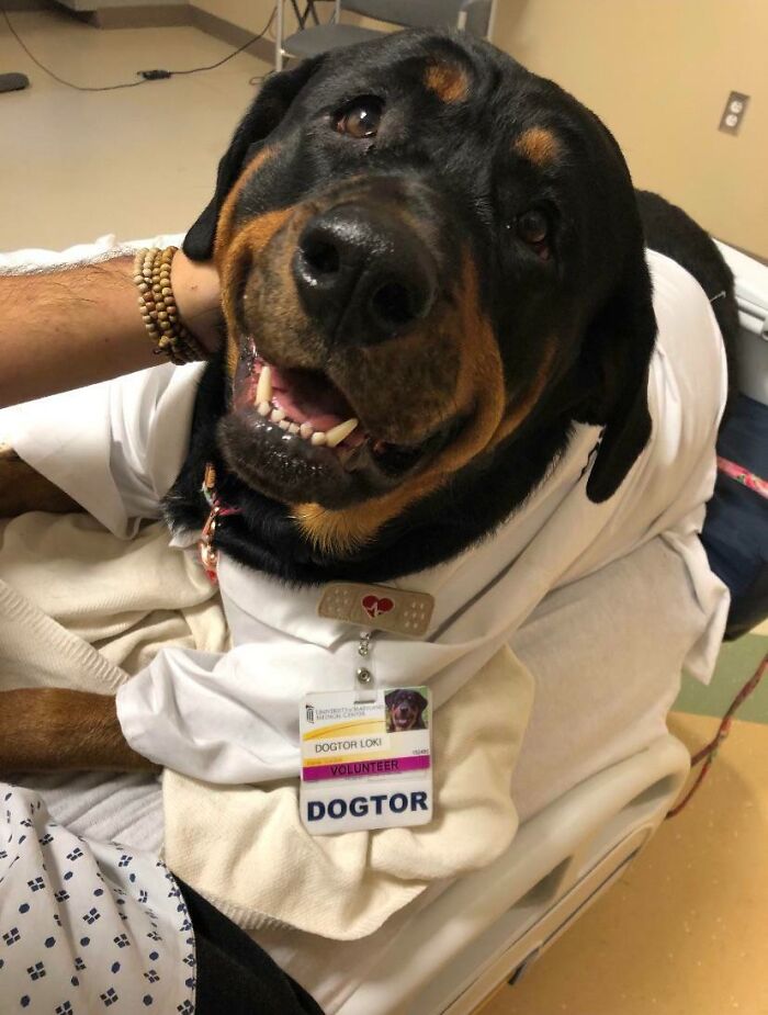 Mi amigo está luchando contra la leucemia y ha estado ingresado en el hospital. Este es su perro, Loki