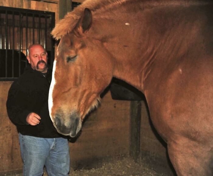 Zeus es una unidad absoluta de caballo