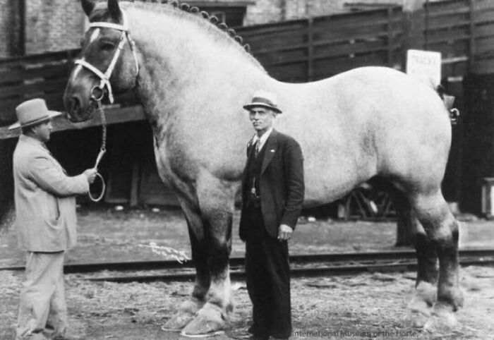 Unidad absoluta de caballo de 1.452 kilogramos 