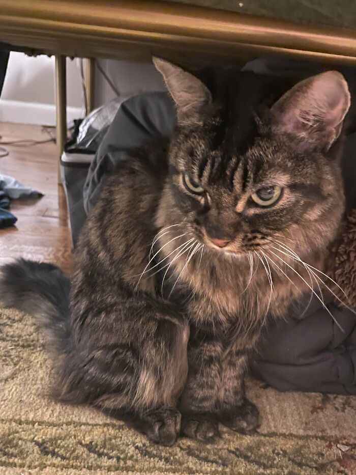 Acabo de adoptar a este bebé de 16 años de aspecto gruñón pero dulce de remate. Su padre murió así que ella fue entregada a un refugio. Tenía que asegurarme de que sus últimos años estuvieran llenos de amor y mimos